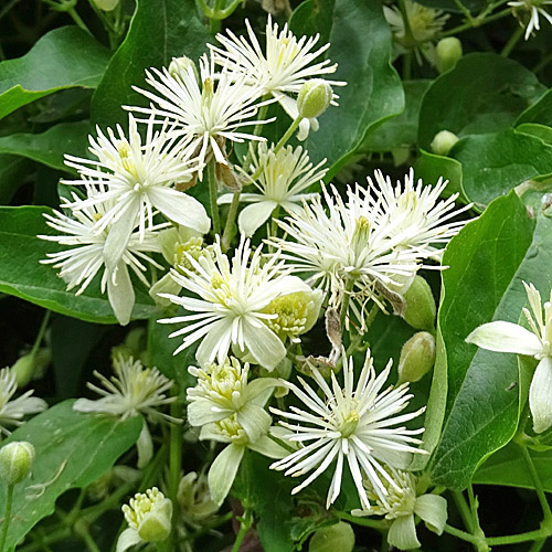 Gemeine Waldrebe / Clematis vitalba