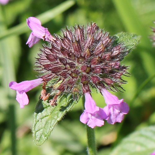 Wirbeldost / Clinopodium vulgare