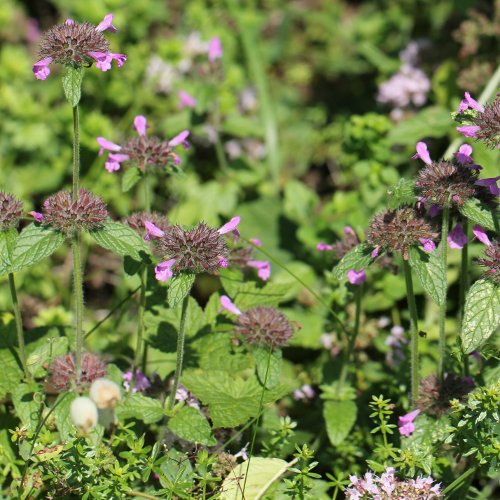 Wirbeldost / Clinopodium vulgare