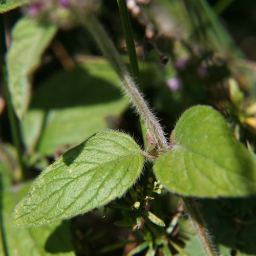 Wirbeldost / Clinopodium vulgare