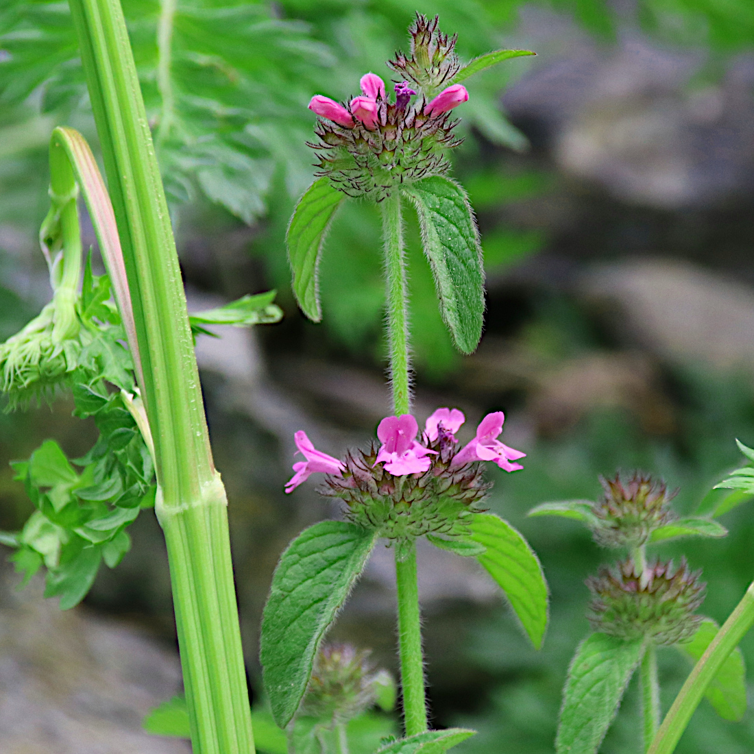 Wirbeldost / Clinopodium vulgare