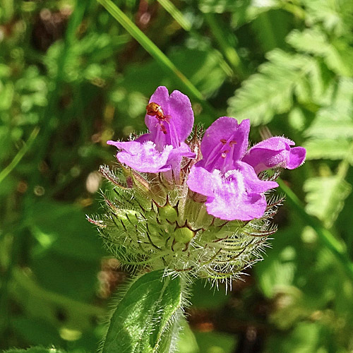 Wirbeldost / Clinopodium vulgare