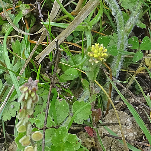 Schildschötchen / Clypeola jonthlaspi