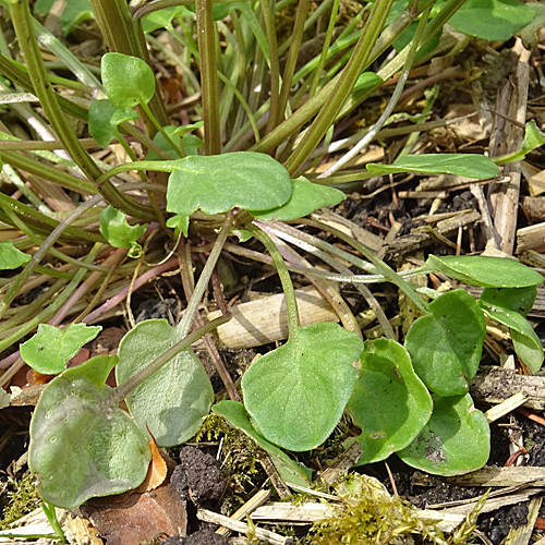 Echtes Löffelkraut / Cochlearia officinalis