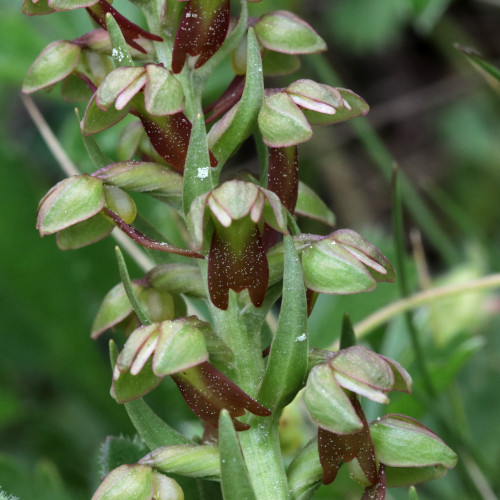 Grüne Hohlzunge / Coeloglossum viride