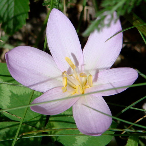 Herbst-Zeitlose / Colchicum autumnale