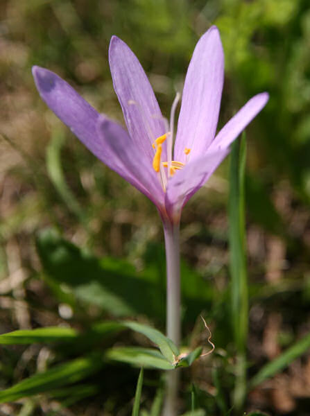 Herbst-Zeitlose / Colchicum autumnale