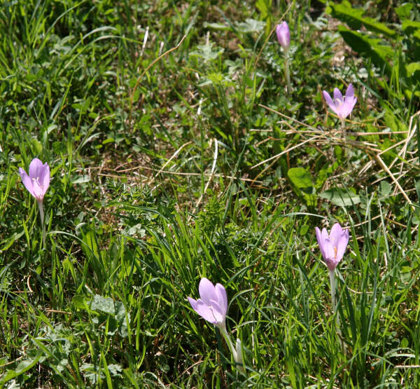 Herbst-Zeitlose / Colchicum autumnale