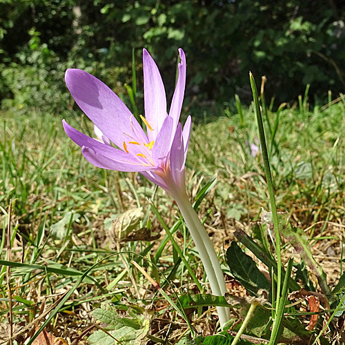 Herbst-Zeitlose / Colchicum autumnale