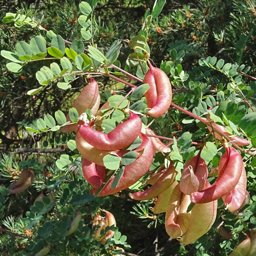 Blasenstrauch / Colutea arborescens