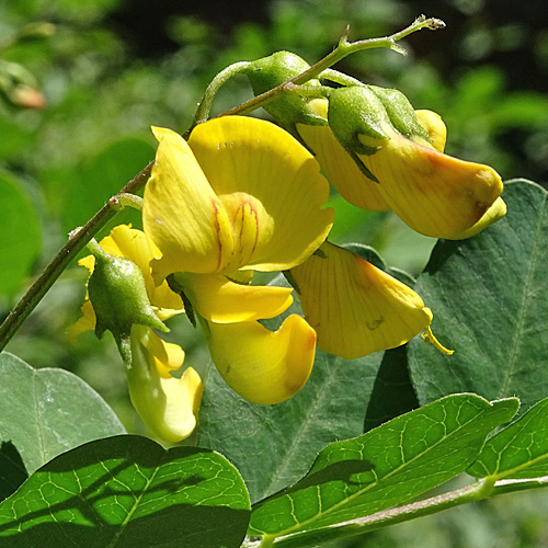 Blasenstrauch / Colutea arborescens