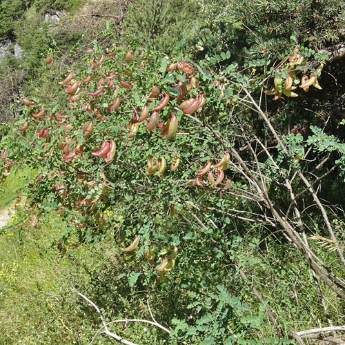 Blasenstrauch / Colutea arborescens