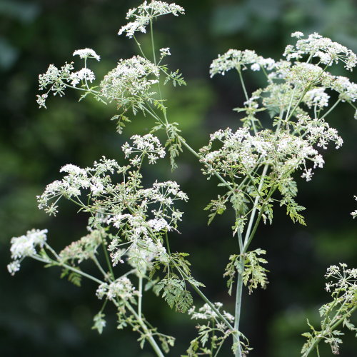 Gefleckter Schierling / Conium maculatum