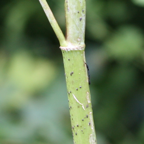 Gefleckter Schierling / Conium maculatum