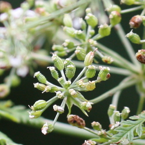 Gefleckter Schierling / Conium maculatum