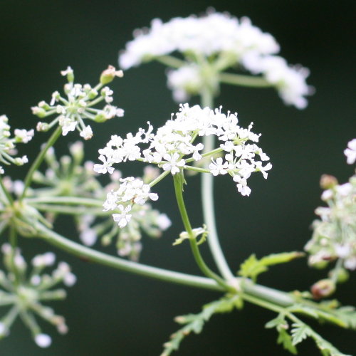 Gefleckter Schierling / Conium maculatum