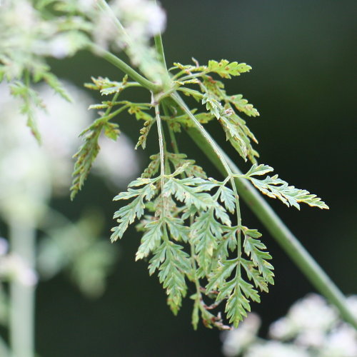 Gefleckter Schierling / Conium maculatum