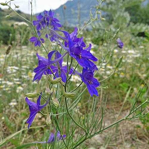 Acker-Rittersporn / Consolida regalis