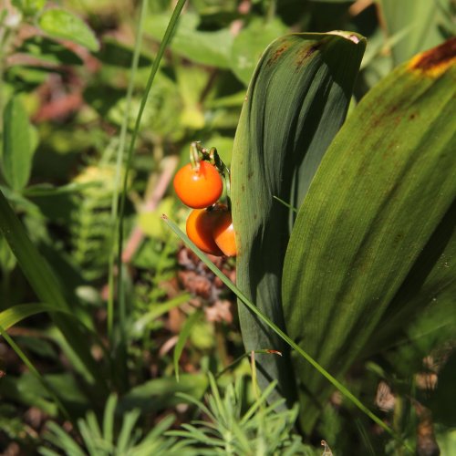 Maiglöckchen / Convallaria majalis