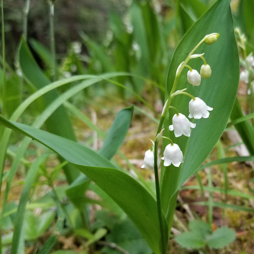 Maiglöckchen / Convallaria majalis