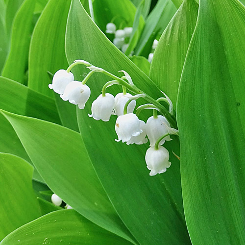 Maiglöckchen / Convallaria majalis