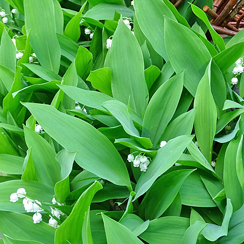 Maiglöckchen / Convallaria majalis