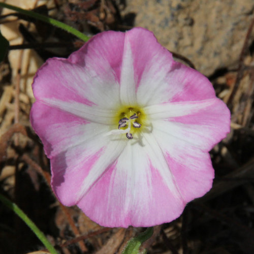 Acker-Winde / Convolvulus arvensis