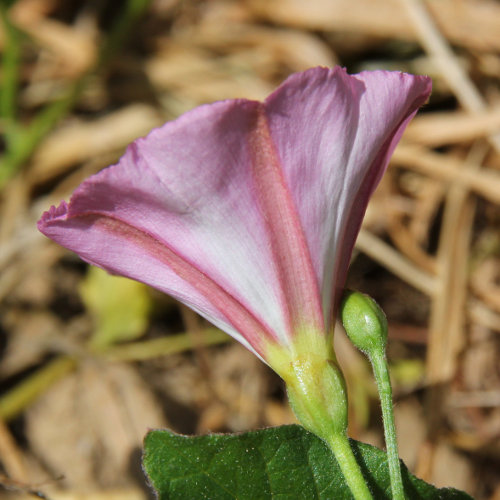 Acker-Winde / Convolvulus arvensis