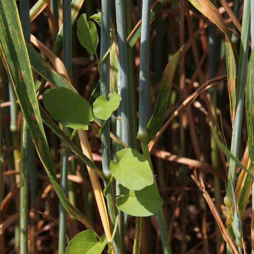 Acker-Winde / Convolvulus arvensis