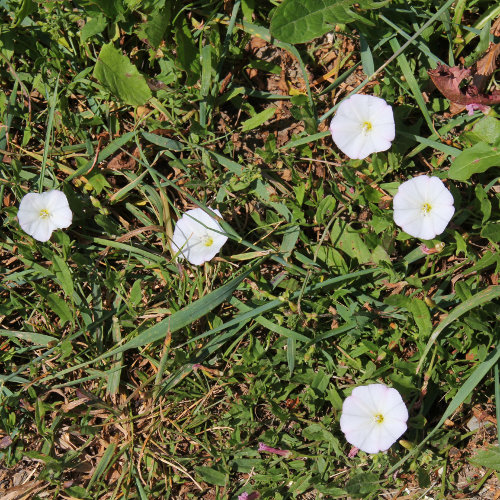 Acker-Winde / Convolvulus arvensis