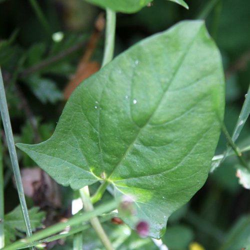 Acker-Winde / Convolvulus arvensis