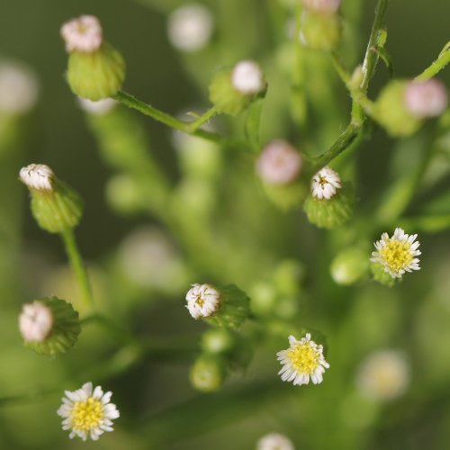 Kanadisches Berufkraut / Conyza canadensis