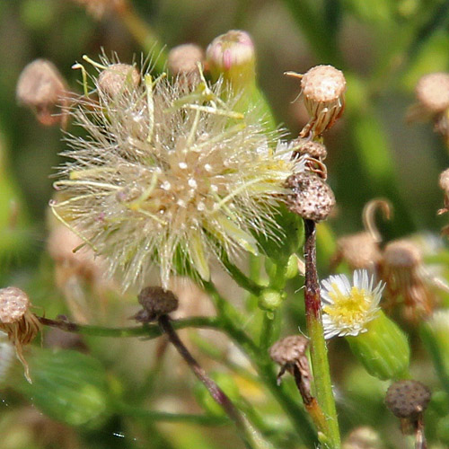 Kanadisches Berufkraut / Conyza canadensis