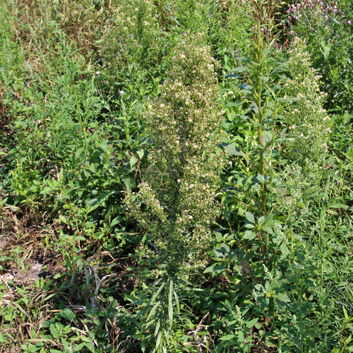 Kanadisches Berufkraut / Conyza canadensis