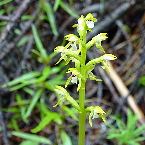 Korallenwurz / Corallorhiza trifida