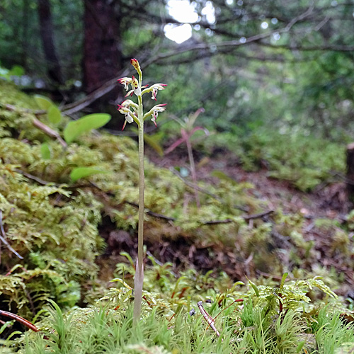 Korallenwurz / Corallorhiza trifida