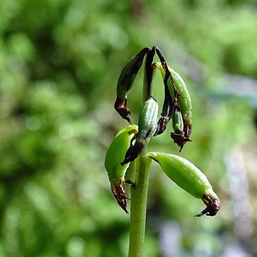 Korallenwurz / Corallorhiza trifida