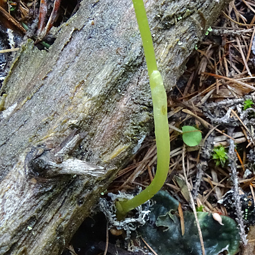 Korallenwurz / Corallorhiza trifida