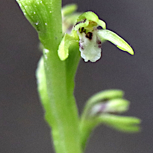 Korallenwurz / Corallorhiza trifida