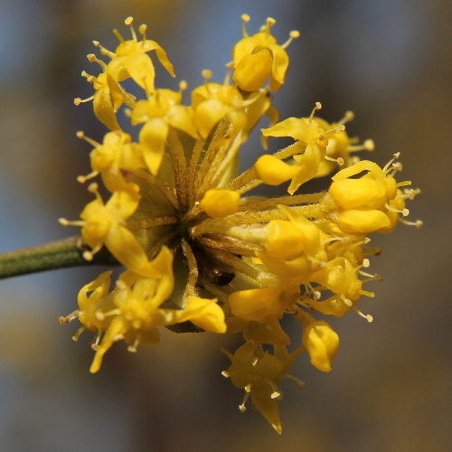 Kornelkirsche / Cornus mas