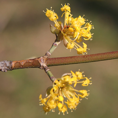 Kornelkirsche / Cornus mas