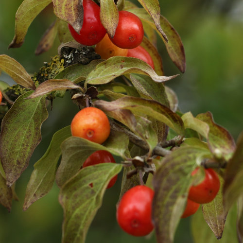 Kornelkirsche / Cornus mas