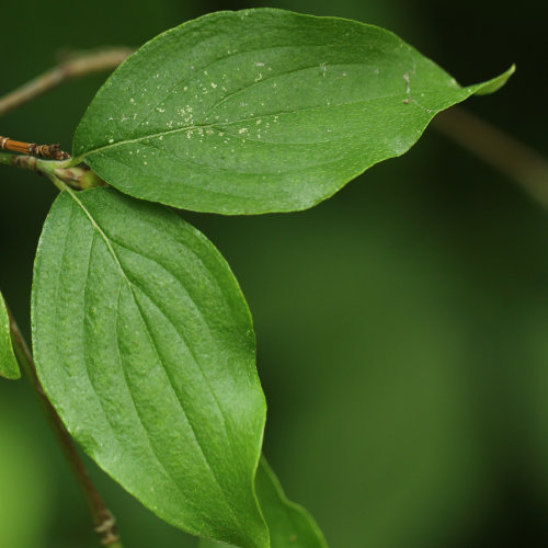 Kornelkirsche / Cornus mas