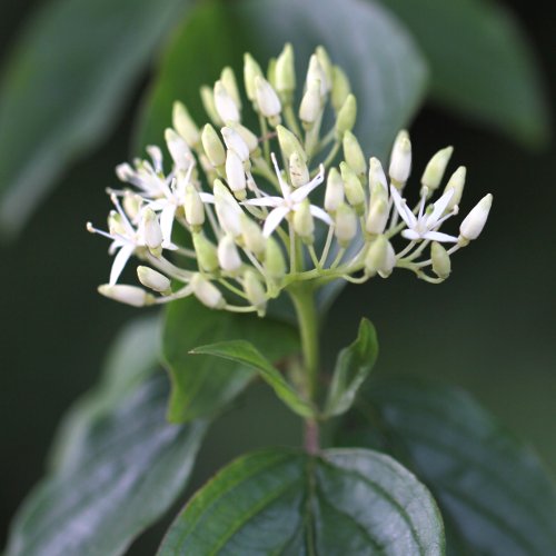 Hartriegel / Cornus sanguinea