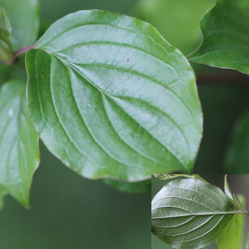 Hartriegel / Cornus sanguinea