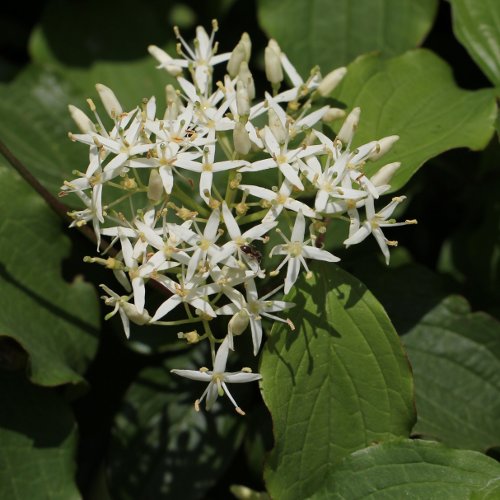 Hartriegel / Cornus sanguinea