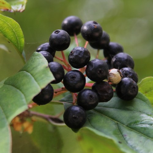 Hartriegel / Cornus sanguinea