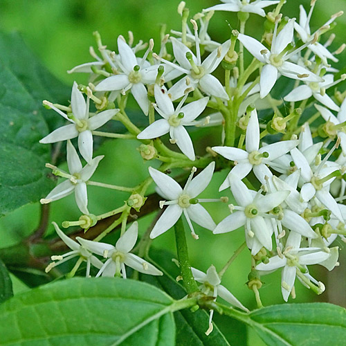 Hartriegel / Cornus sanguinea