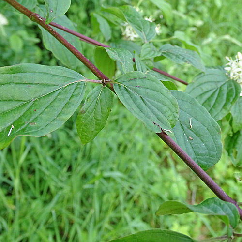 Hartriegel / Cornus sanguinea