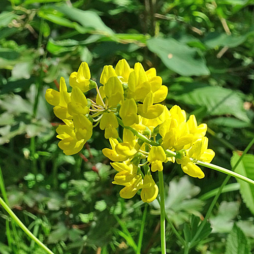 Berg-Kronwicke / Coronilla coronata